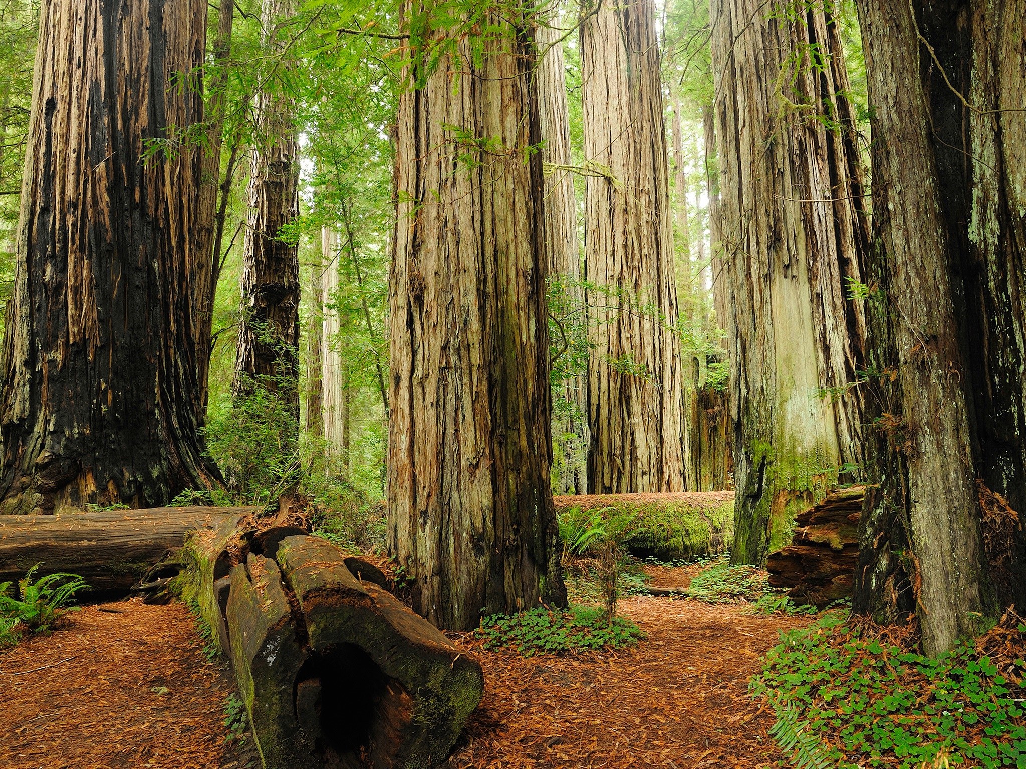 . Redwood Forest .